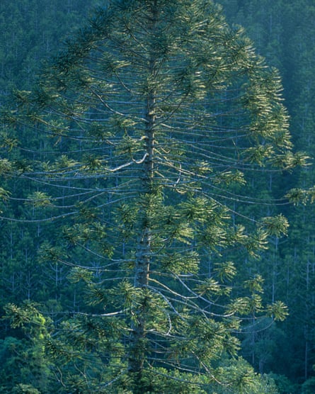 Bunya pine