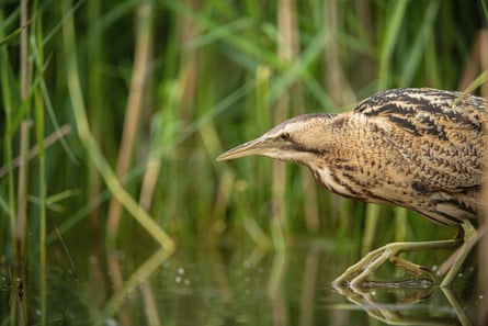 A bittern in the reeds
