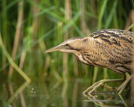 A Eurasian bittern crouches in front of reeds on the edge of a pond or lake; it is light brown with darker brown striped feathers and long, pale legs