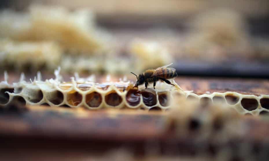 Organic honey is now Cuba’s fourth biggest agricultural export – ahead of the more traditional sugar and coffee – and local producers hope that with investment they could expand markedly.