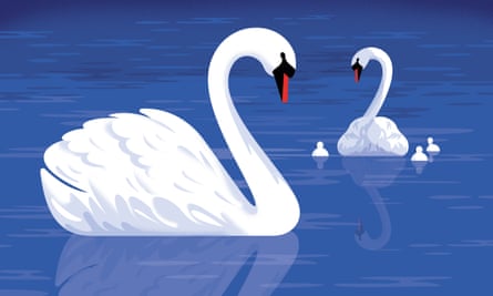 Swans on the water illustration