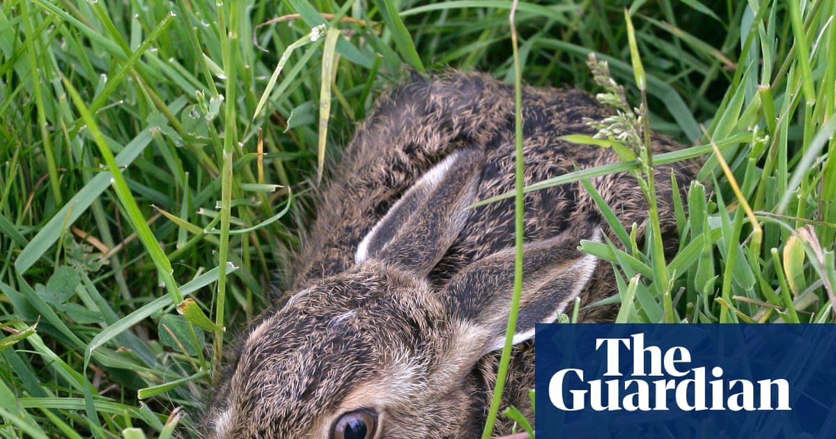 The Leveret By Anna Goldreich review – a hare mends the pain of baby loss