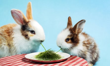 two rabbits eating grass like spaghetti