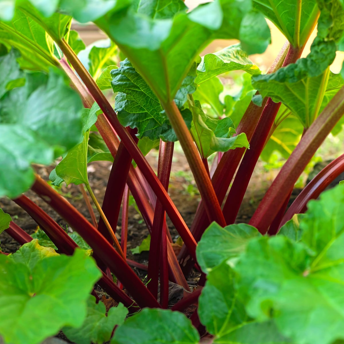 Rhubarb Plant Images