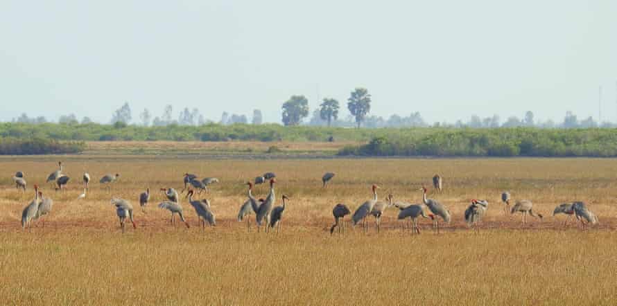 Eastern sarus crane near Anlung Pring