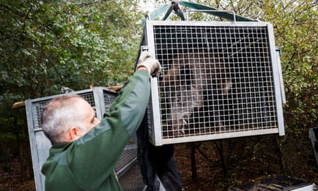 A wild boar is trapped in a cage placed by park rangers as part of efforts to control their proliferation in Rome, Italy.