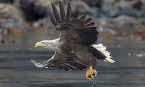 A white-tailed eagle, Britainâs largest bird of prey.