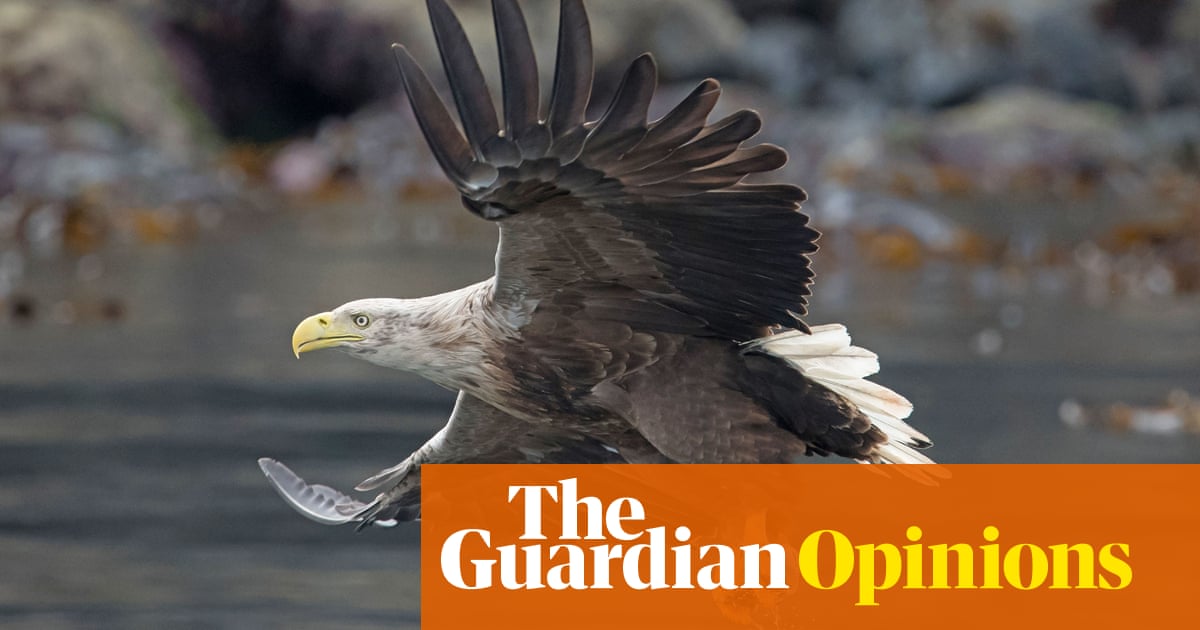 Britain’s sea eagles are a magnificent sight – so why are people poisoning them?