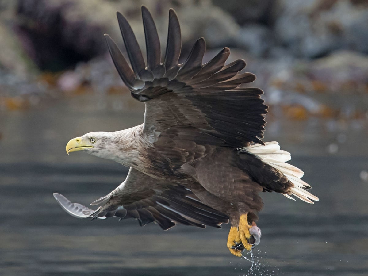 Britain's sea eagles are a magnificent sight – so why are people ...