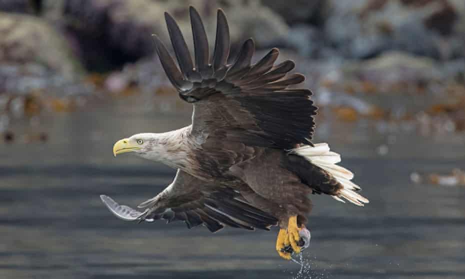 A white-tailed eagle, the UK's largest bird of prey.