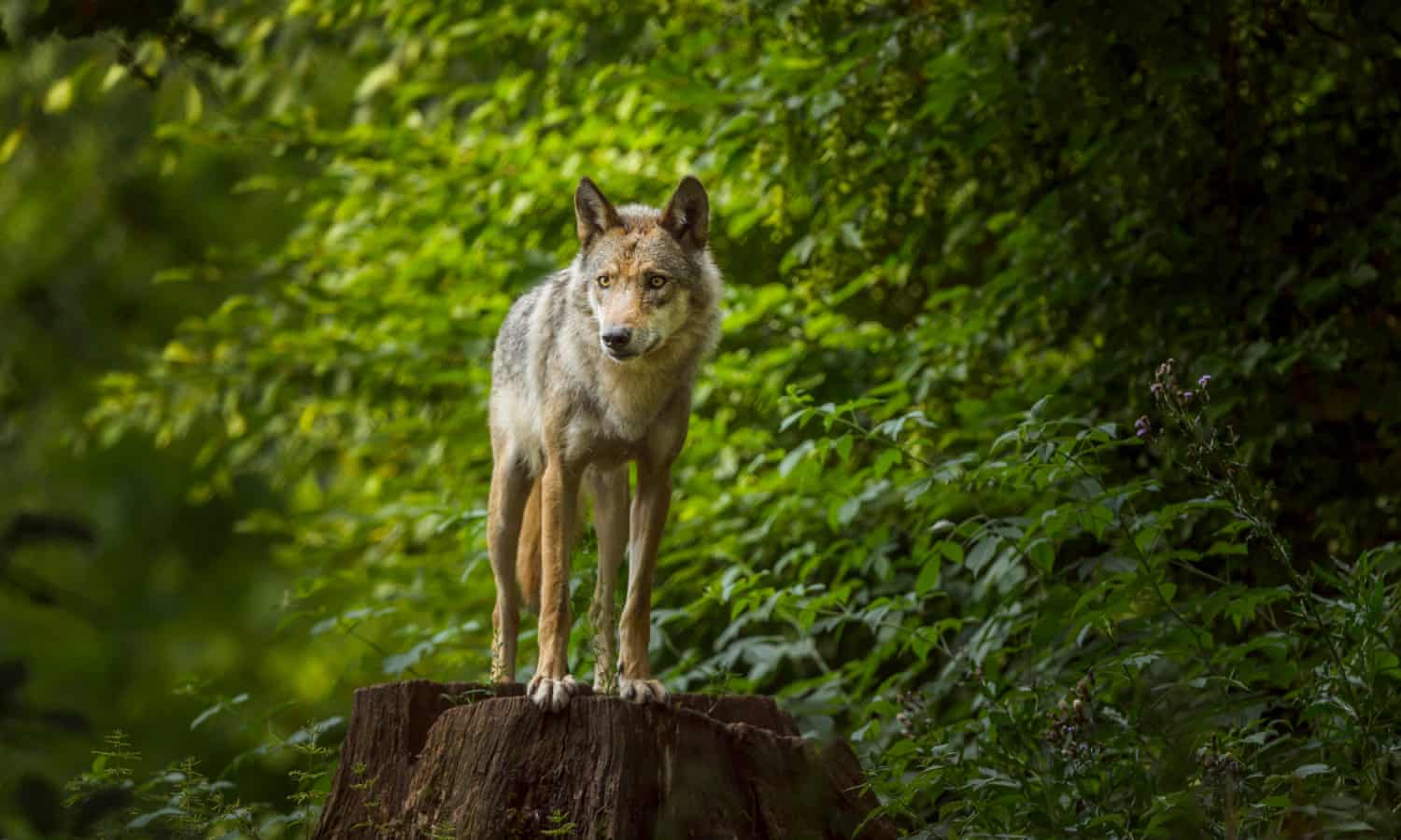 Wolf hunting could return to western Europe under EU plan