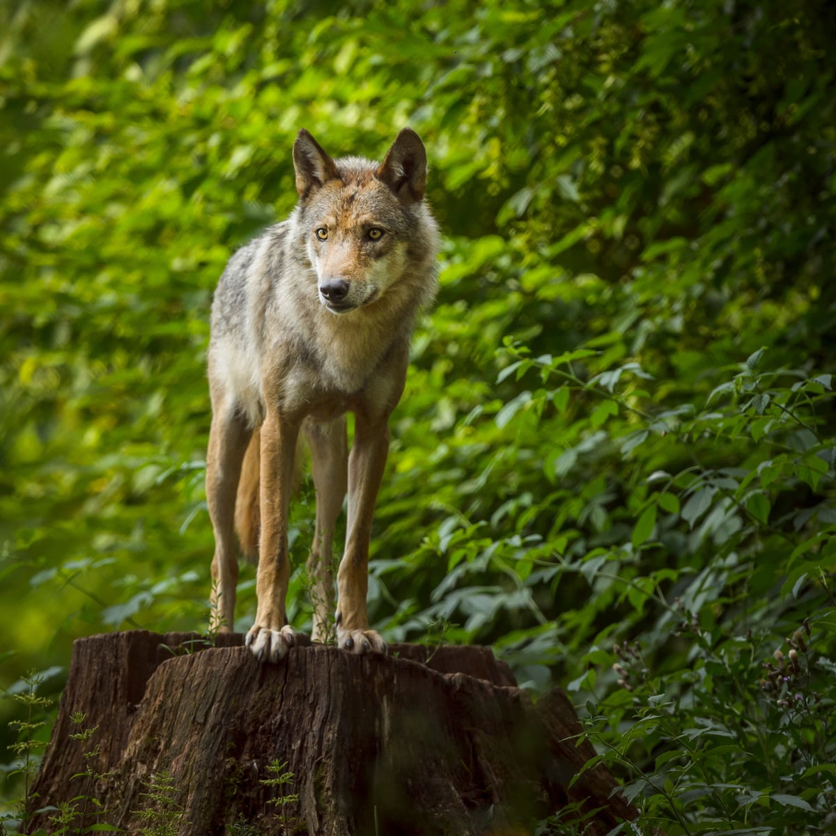 Wolf Cubs On Way As Belgium Becomes Wolf Crossroads Of Europe