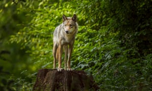 A European grey wolf in Germany