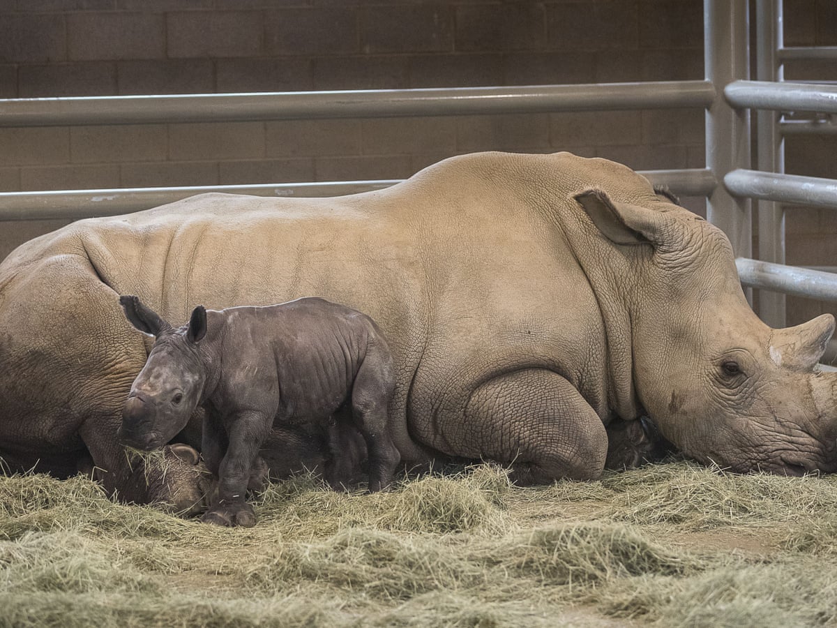 Baby Rhino Is America S First Born From Artificial Insemination San Diego The Guardian Baby Rhino Is America S First Born From Artificial Insemination San Diego The Guardian