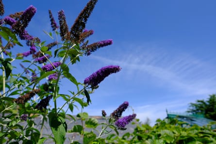 Purple buddliea flowers in bloom.