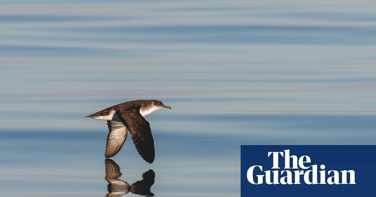 Country diary: Return of the Manx shearwaters – this island is their home