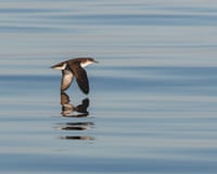 A Manx shearwater pictured near the Isle of Man