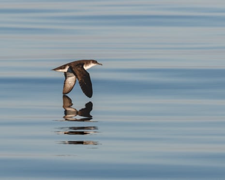 A Manx shearwater pictured near the Isle of Man