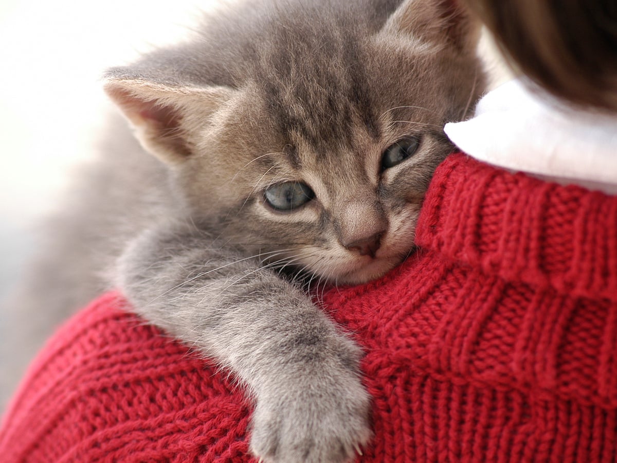 He Brought Me A Tissue When I Was Ill The Moment Readers Realised Their Cat Loves Them Life And Style The Guardian
