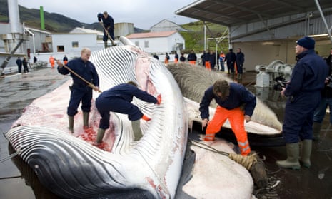 No fin whales to be hunted in Iceland this summer | Whaling | The Guardian