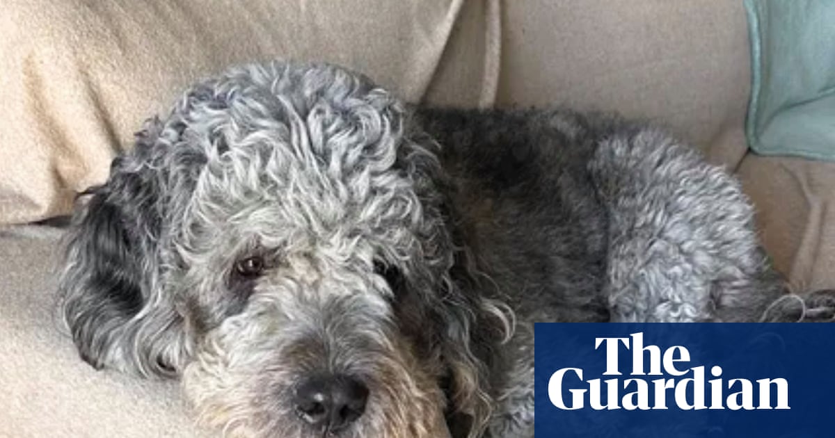 LA leaders back investigation into police killing of two-year-old dog