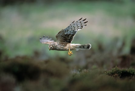 A brown bird with yellow legs flying