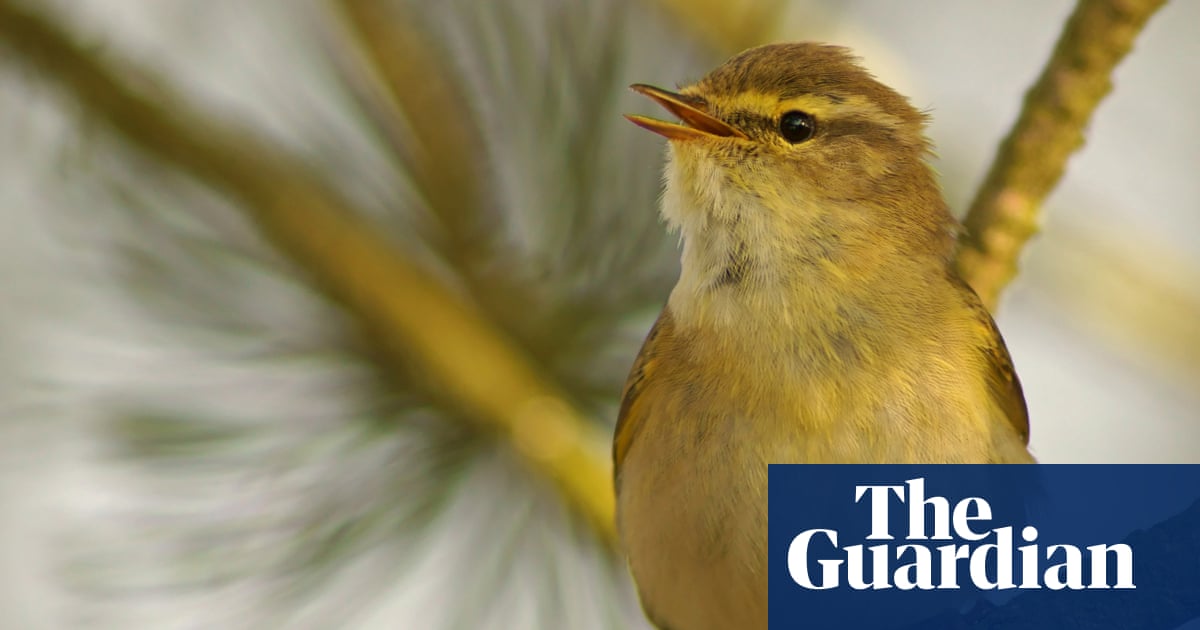 Plants at risk of extinction as climate crisis disrupts animal migration