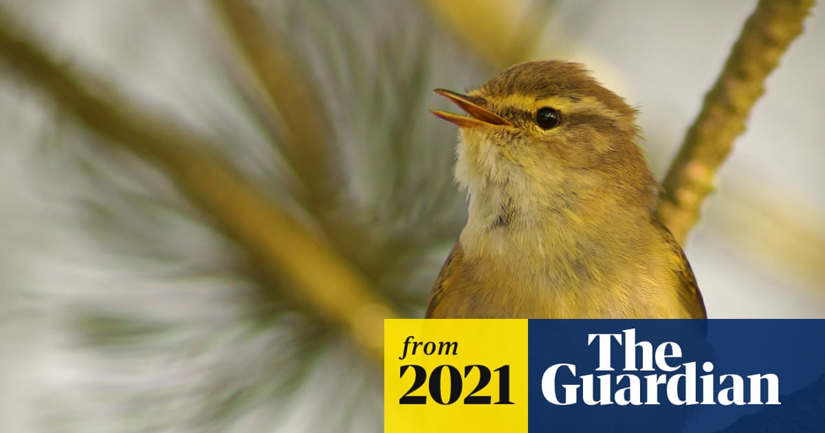 Which Birds Migrate in Winter from UK: Top Species Revealed