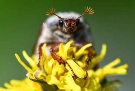 A cockchafer, a type of flying beetle