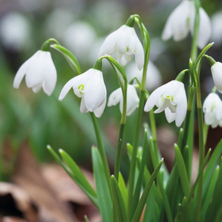 Galanthus nivalis ‘Flore Pleno’ syn. Galanthus nivalis f. pleniflorus ‘Flore Pleno’. Snowdrop, www.sarahraven.com