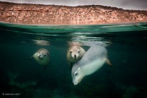 Australian Sea Lion Family Portrait by Matty Smith – Australian Geographic Nature Photographer of the Year, threatened species category winner