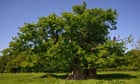 Woodland Trust’s UK tree of the year 2022 nominations – in pictures