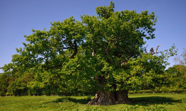 The Escley oak in Herefordshire is likely to be at least 400 to 500 years old.