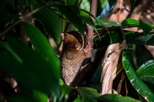 Um pequeno Horsfield's Tarsier se segura em um galho de árvore em um centro de resgate de vida selvagem, Alobi Foundation, na ilha de Bangka Belitung, Indonésia