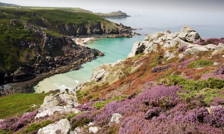 Heather flowering on the cliff tops at Zennor in Cornwall, UK, looking down on Pendour Cove
