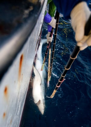A blue shark is pulled from the Mozambique Channel, onboard a Japanese longliner, Fukuseki Maru No 07