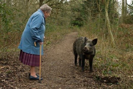 A woman has a friendly encounter a wild boar on a wooded path in the Forest of Dean, Gloucestershire