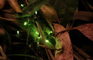 Vaga-lumes iluminam uma floresta em Pitrufquén, perto de Temuco, Chile