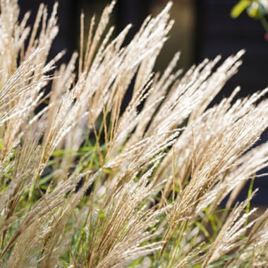 Ornamental grasses add softness and a sense of structure.