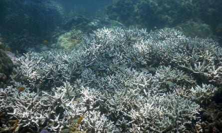 Dead coral reef underwater