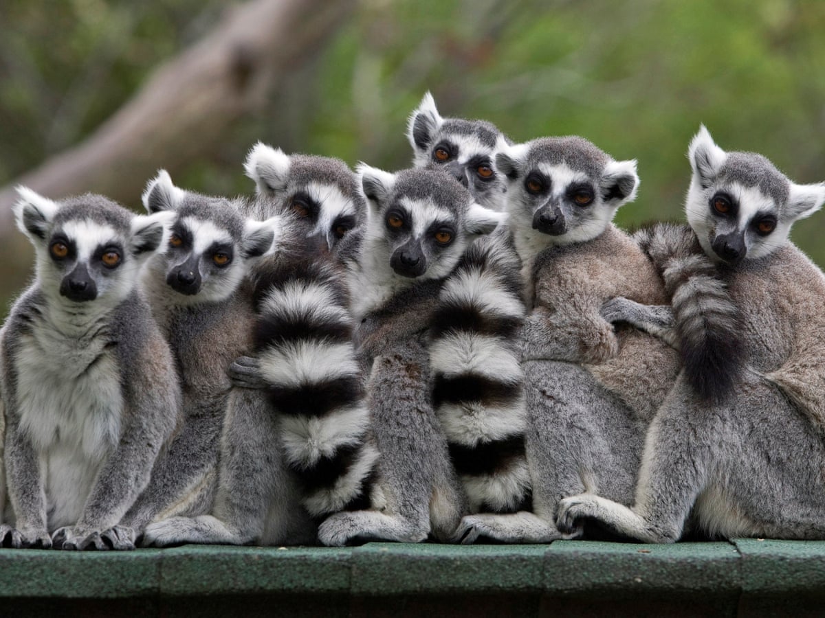 Lemur, Spesies Menarik dari Pulau Madagaskar