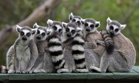 Captive ring-tailed lemurs. The male produces a floral scent during the breeding season which has chemicals also found in coriander and cucumbers.