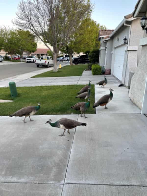 PAVOS REALES EN TRACY, CALIFORNIA | ESPECIAL