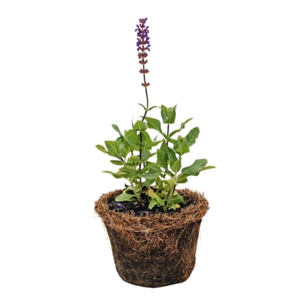 Burford Garden Co’s Hairy Pot Salvia nemorosa ‘Caradonna’, 1L