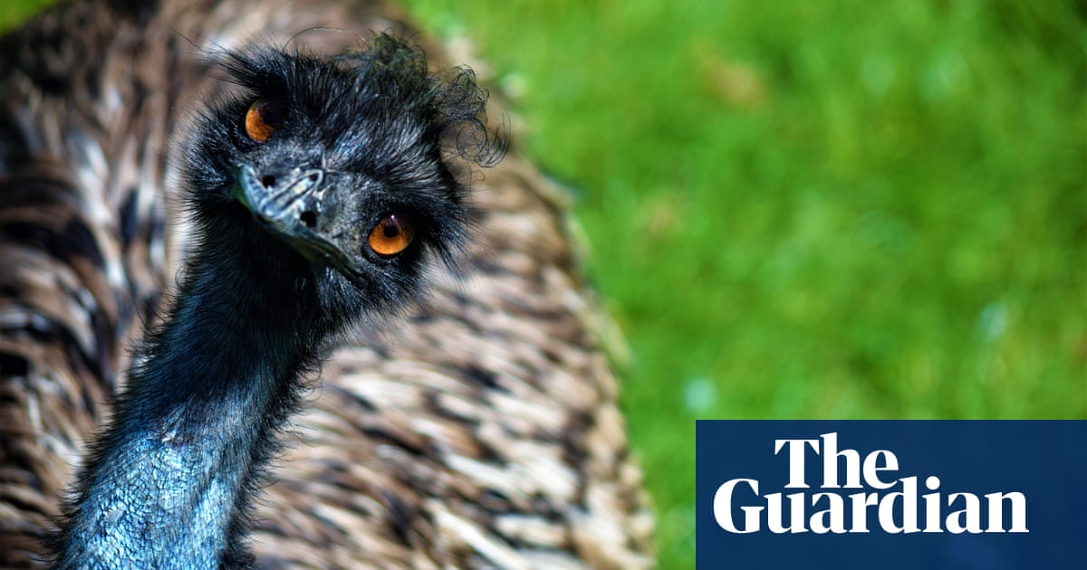 Catch him if you can: 'Eno the Emu' on the run in North Carolina