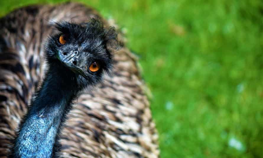Catch Him If You Can Eno The Emu On The Run In North Carolina North Carolina The Guardian Catch Him If You Can Eno The Emu On The Run In North Carolina North Carolina The Guardian