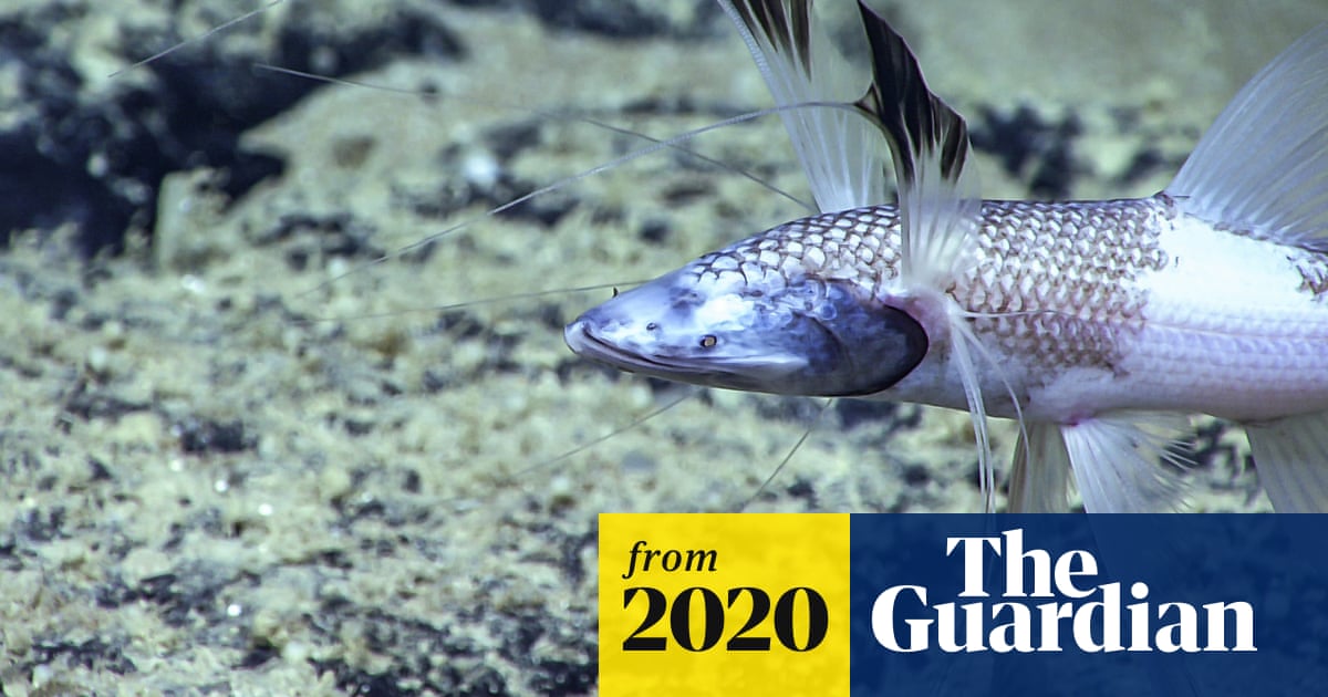 'Really amazing': scientists show that fish migrate through the deep ...