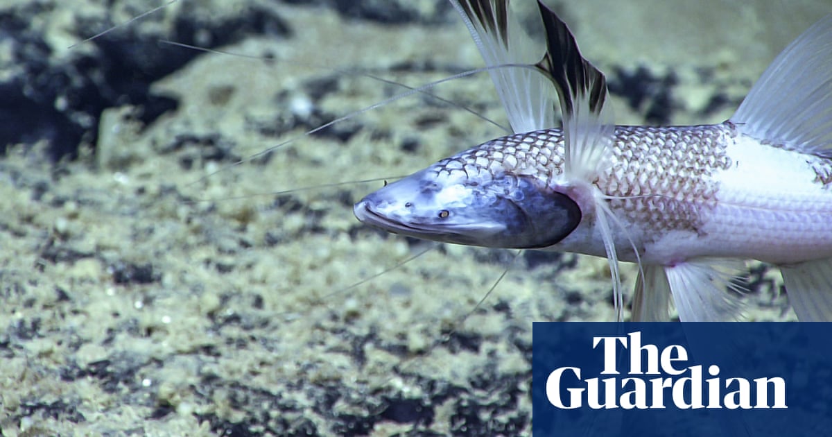 'Really amazing': scientists show that fish migrate through the deep oceans - The Guardian