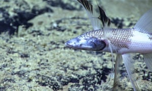 A tripod fish, one of the deep-sea species identified by the study.