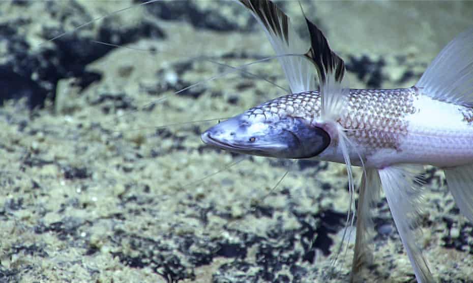 A tripod fish, one of the deep-sea species identified by the study. 